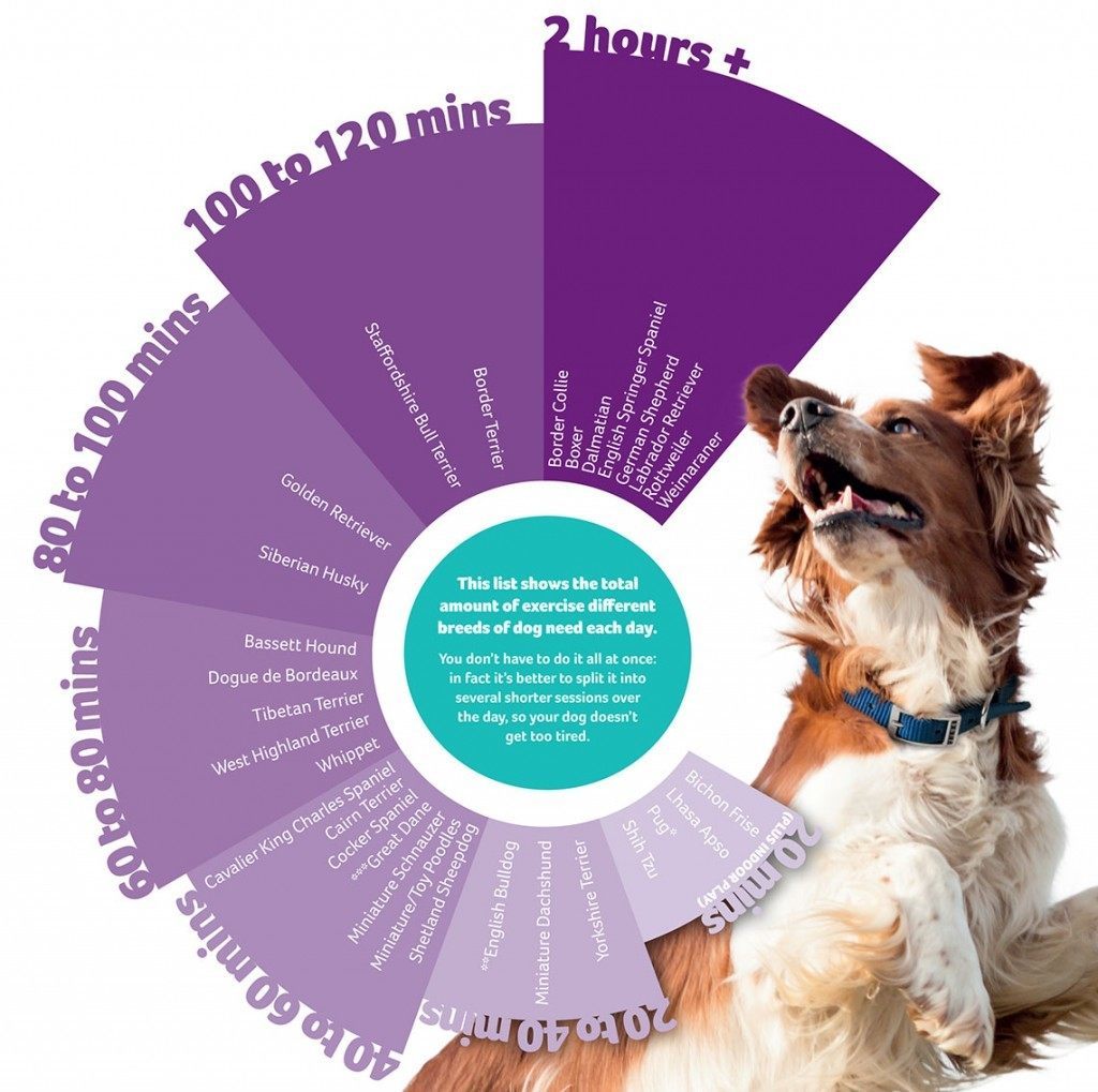 How much exercise does your dog need? Chums